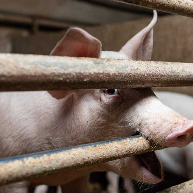 Farma svinja/Ilustracija