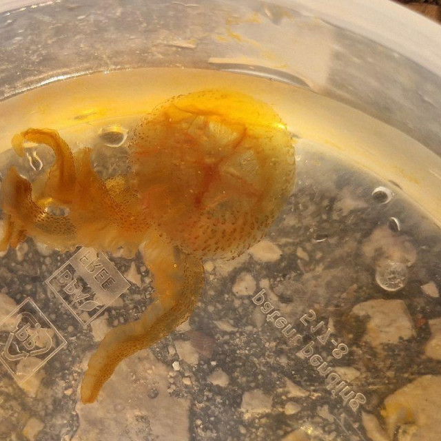 Meduza Morska mjesečina uhvaćena na Ižu