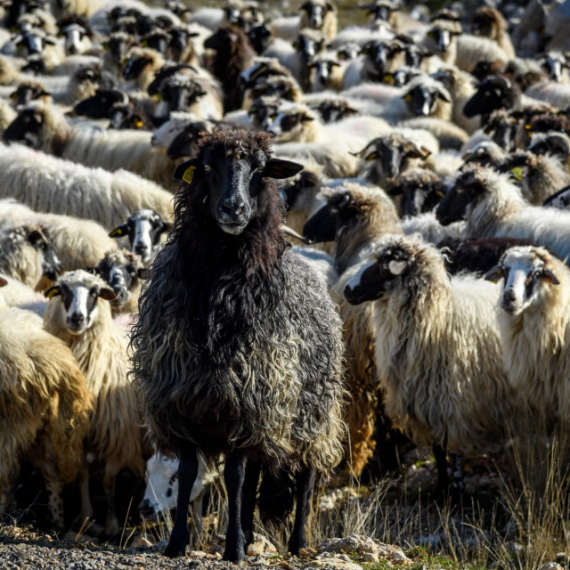 Ilustrativna fotografija 