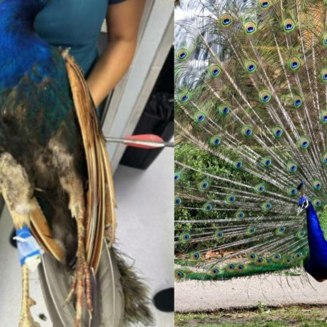 Žena koja je pronašla pticu odmah ju je odnijela veterinaru