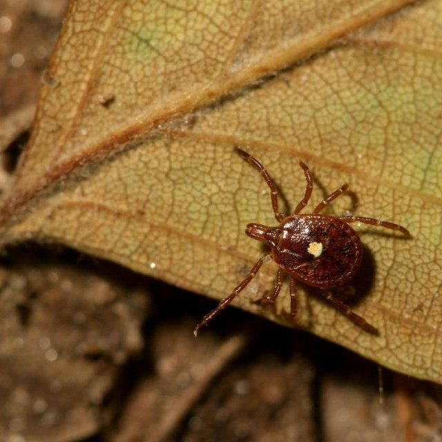 Krpelj Amblyomma americanum