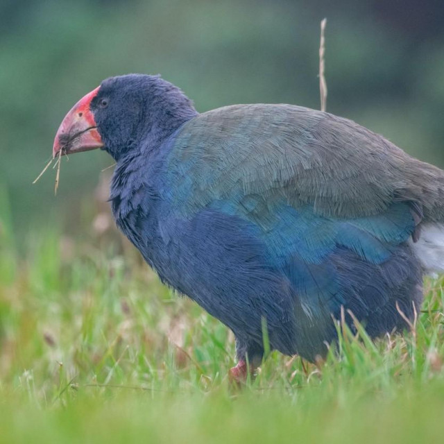 Ptica takahe