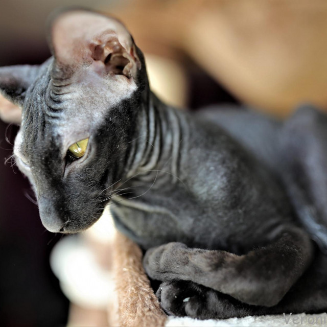 Peterbald
 