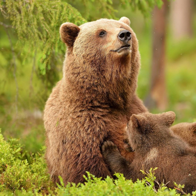 Ilustrativna fotografija