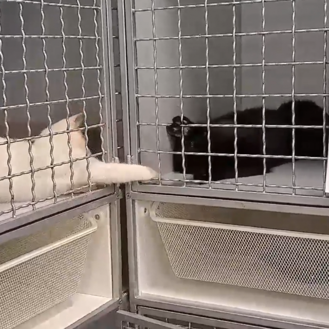 Mačke u igri
Facebook screenshot