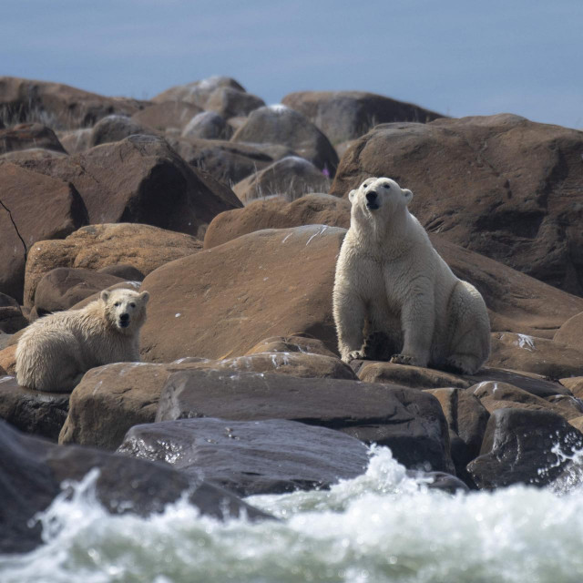 Polarni medvjedi, ilustracija