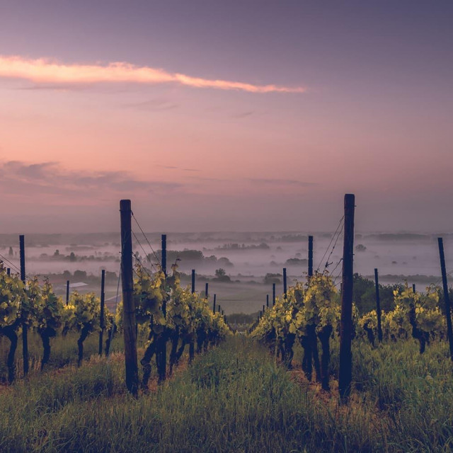 Royal Hill Estate vinogradi