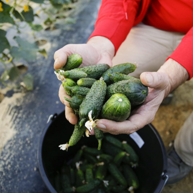 Berba krastavaca na pokusnom polju Podravke
 