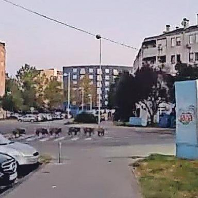 Čuli ste vjerojatno ovih dana kako čitave obitelji divljih svinja bezbrižno šeću zagrebačkom periferijom