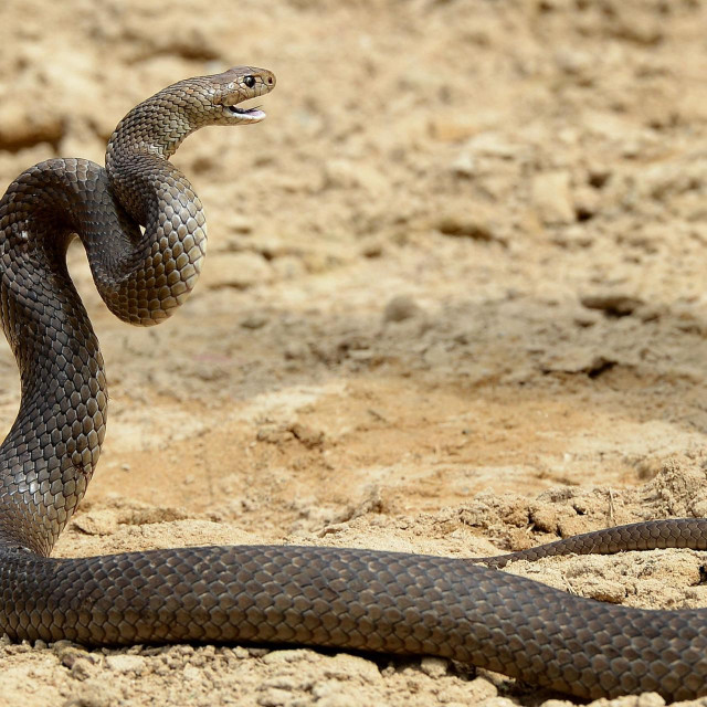 Australska smeđa zmija, ilustracija