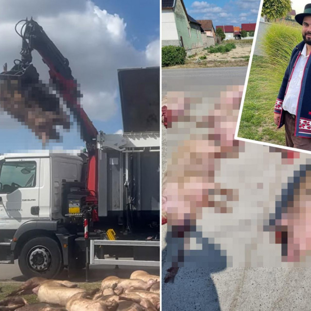 Marko Majer i ubijene svinje