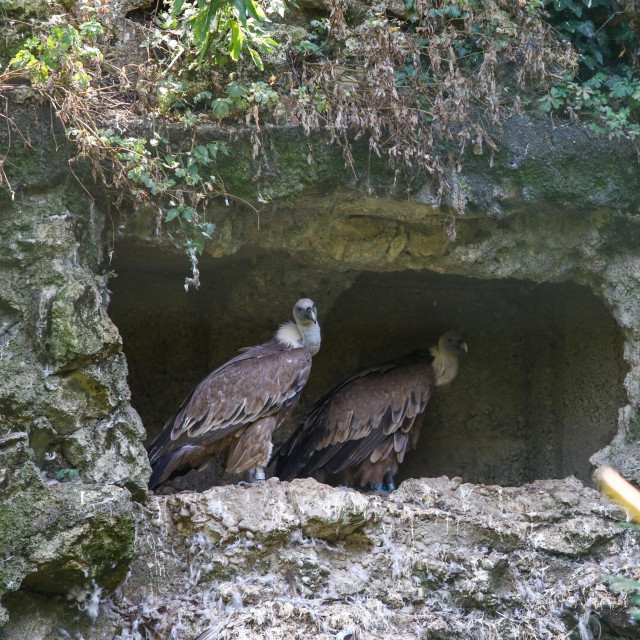 Bjeloglavi sup (ilustrativna fotografija)