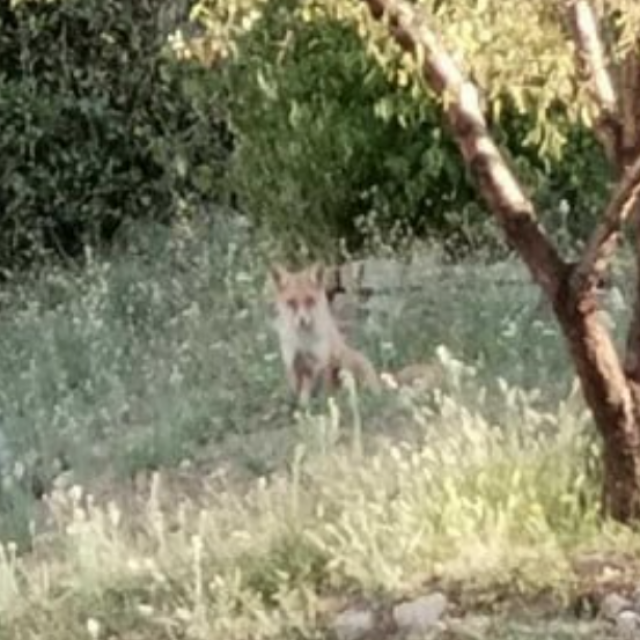 Lisica je nekoliko puta viđena oko škole