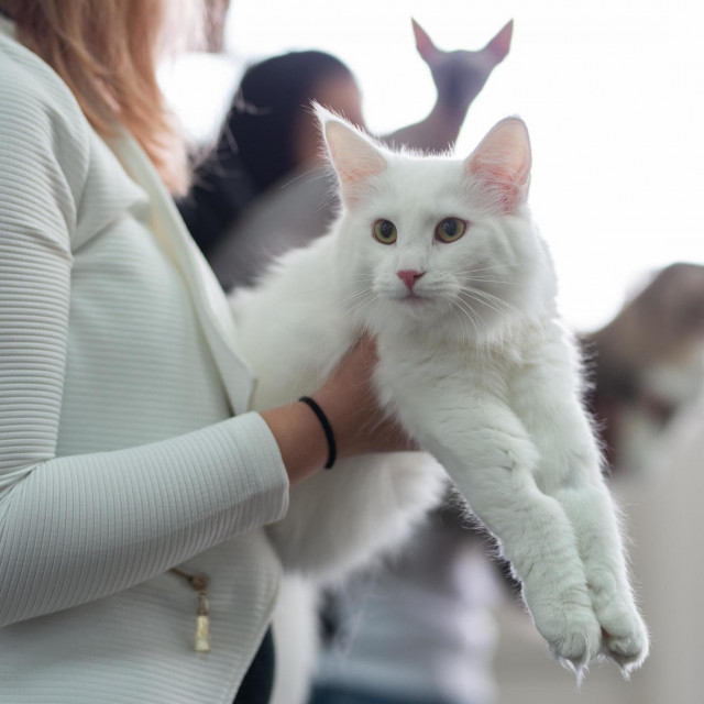 Norveška šumska mačka