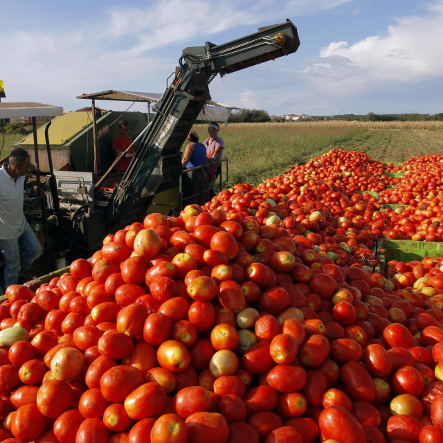 Berba rajčica u Umagu (arhivska fotografija)