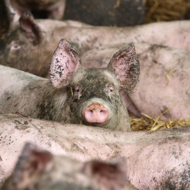 Ilustrativna fotografija