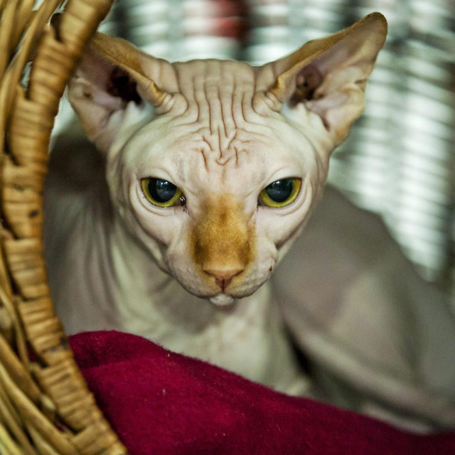 Mačka pasmine kanadska sfinga, ilustracija