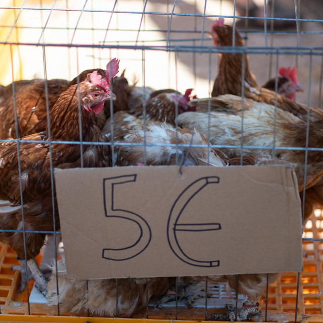 Prizor sa sajma u Benkovcu