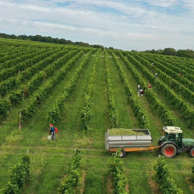 Berba vinogradi Belje