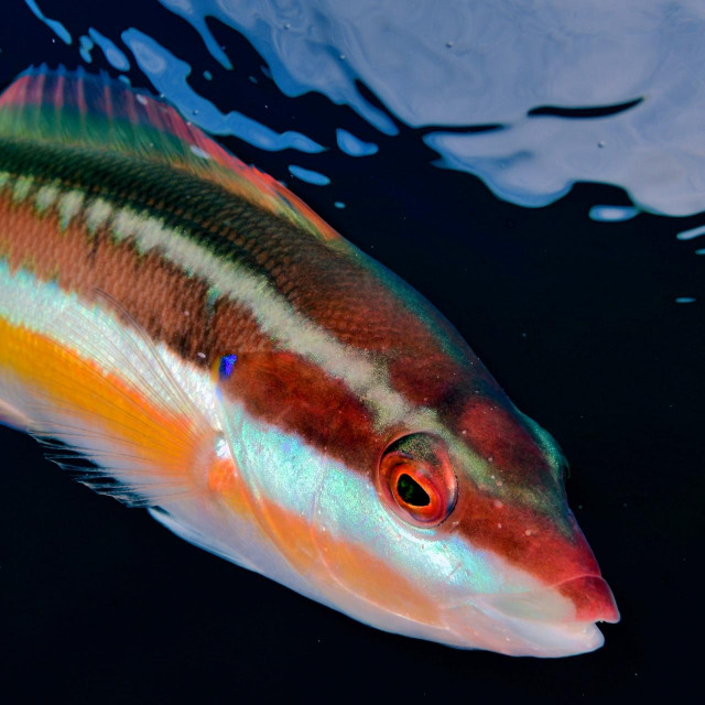 1. mjesto u kategoriji riba
 