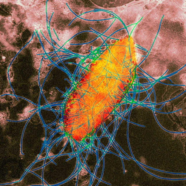 Bakterija, ilustracija