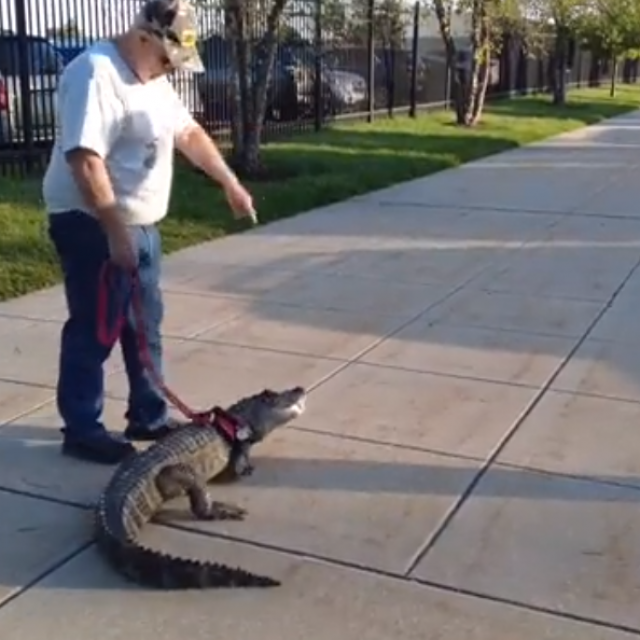 Wally i njegov vlasnik Joseph