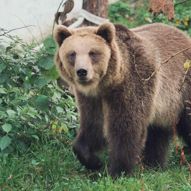 Europski smeđi medvjed