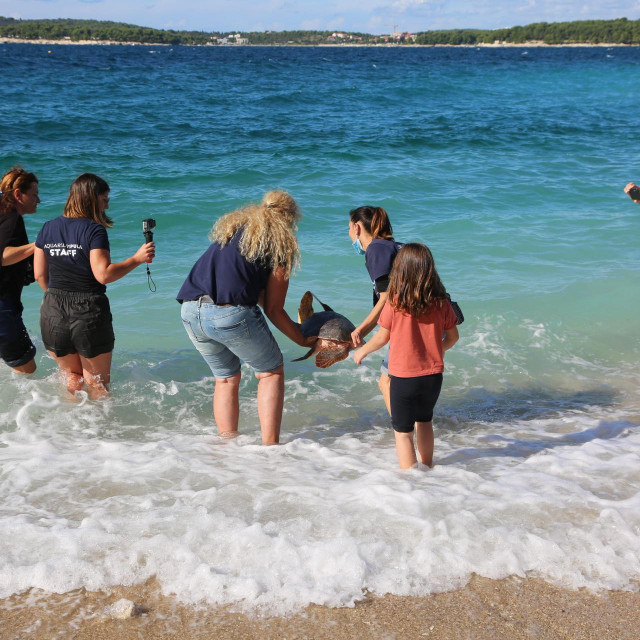 Puštanje želve koja se oporavila u akvariju Pula