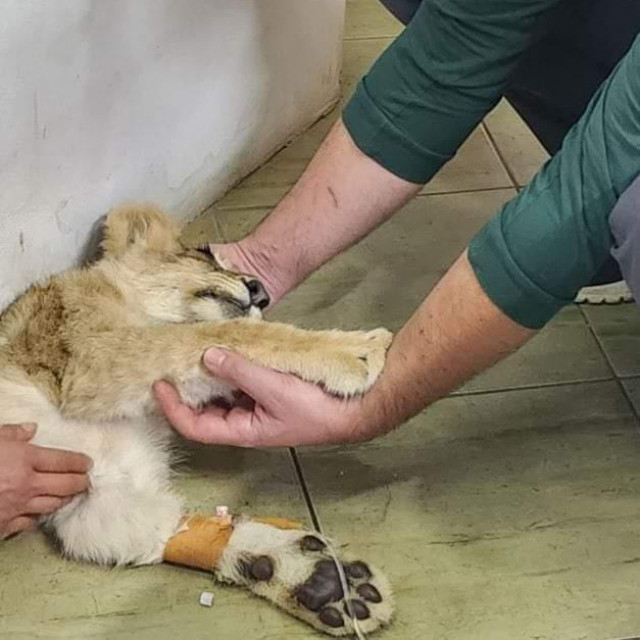 Zadnja fotografija lavice Kiki