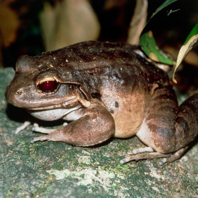 Leptodactylus fallax