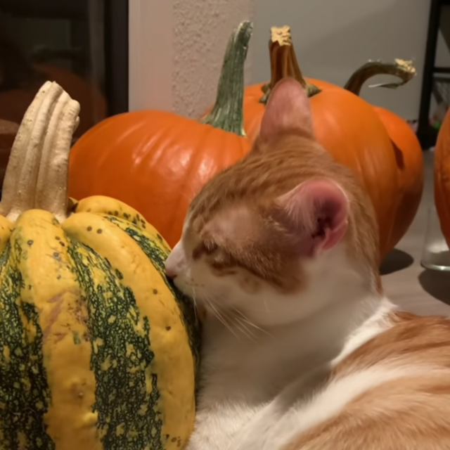 Mačak Dave i njegova tikva