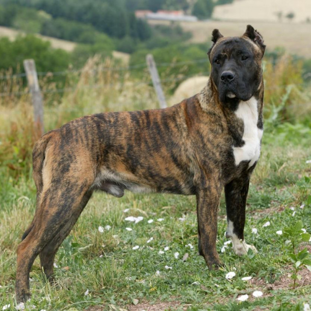 Kanarski pas, ilustracija