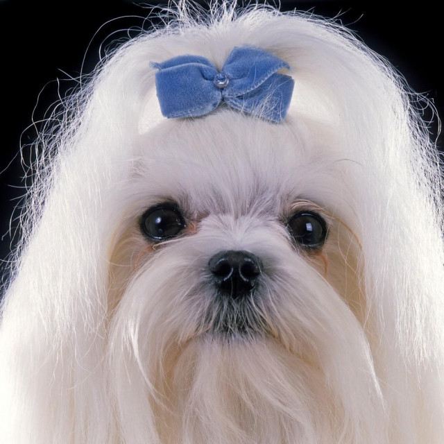 Maltezer (ilustracija)