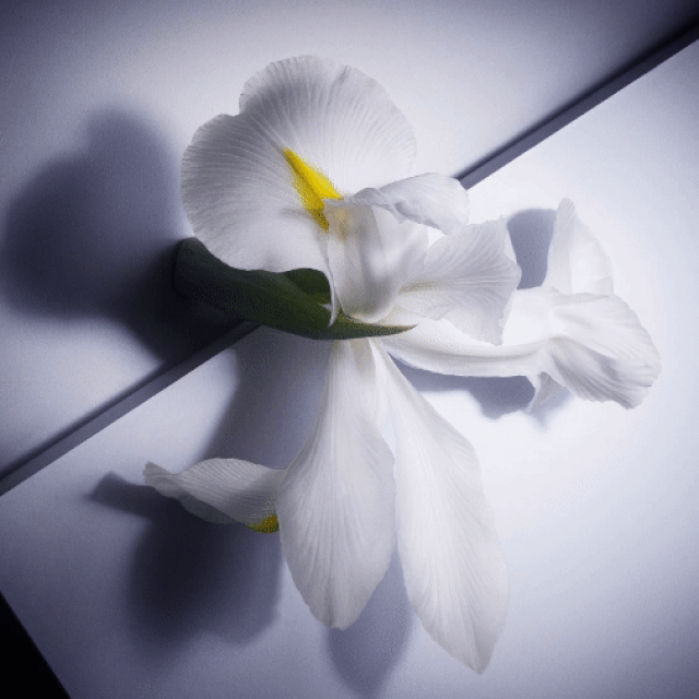 Iris Pallida, koja raste po obali Dalmacije, sjevernoj Italiji, i na jugu Francuske, možda je najcjenjenija mirisna esencija u paletama kreatora parfema koji rade za najluksuznije brendove svijeta.