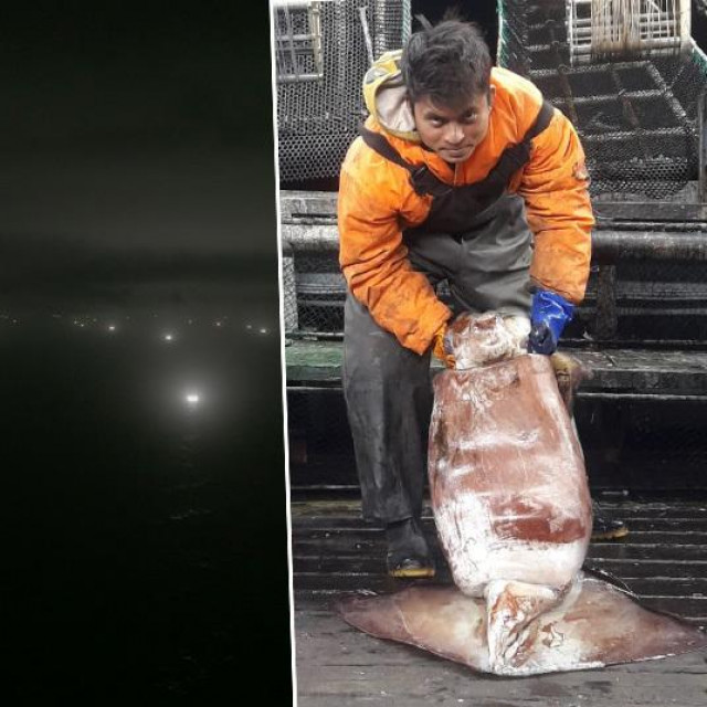 Kineska ribarska flota kod Galapgosa; Fadhil s velikom lignjom