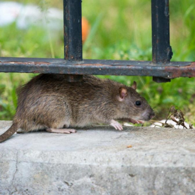 Štakor, ilustrativna fotografija