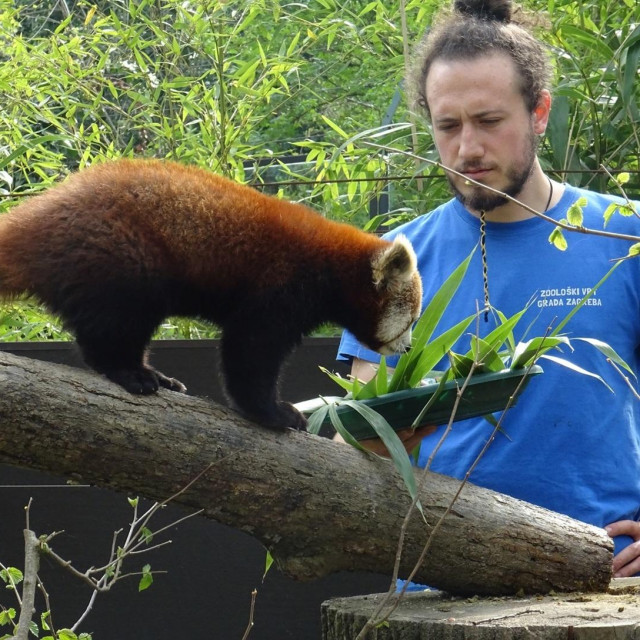 Timaritelj s crvenom pandom