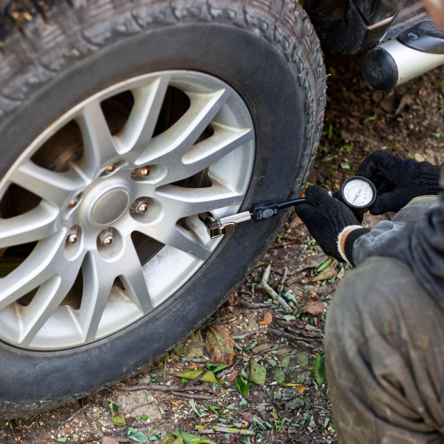 Gume zimi, ilustracija