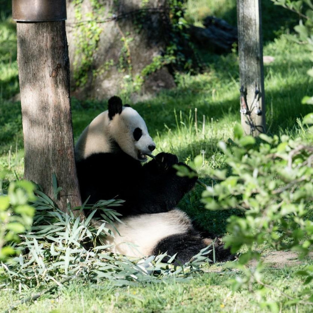 Mei Xiang u ZOO vrtu