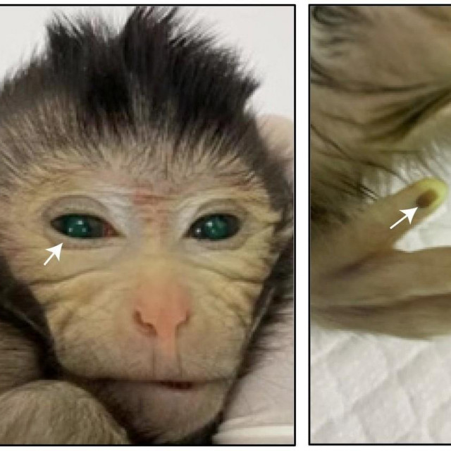 Majmun rođen u laboratoriju