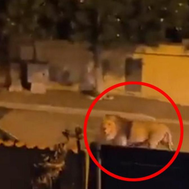 Lav na ulicama grada