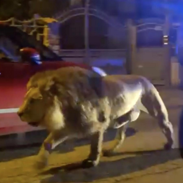 Lav na ulicama grada