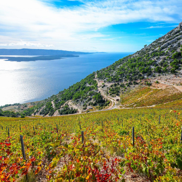Vinograd iznad Bola