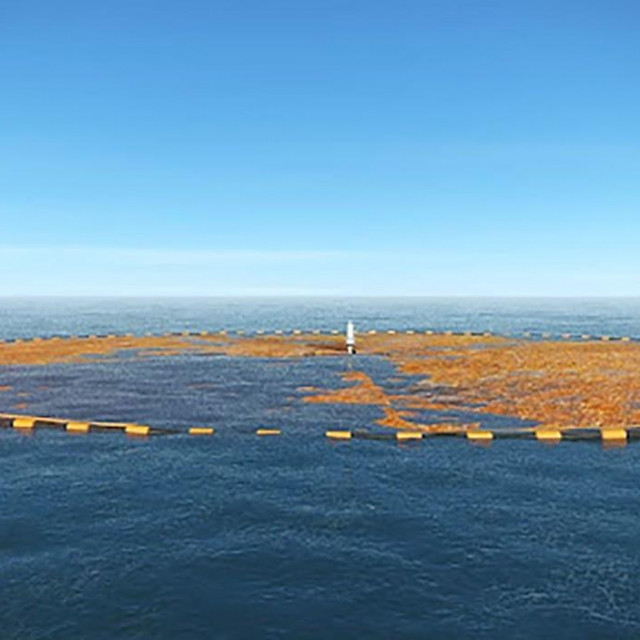 Plantaža morske trave; ilustracija
