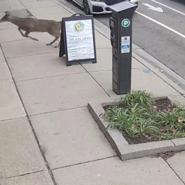 Jelen prije nego je utrčao u trgovinu u Michiganu