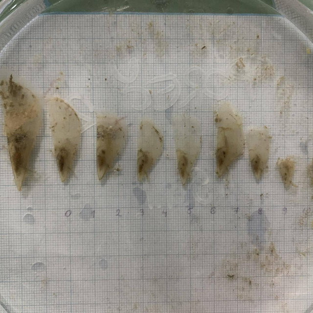 Neke od prikupljenik periski