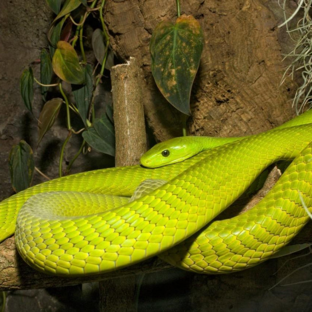 Zelena mamba, ilustracija