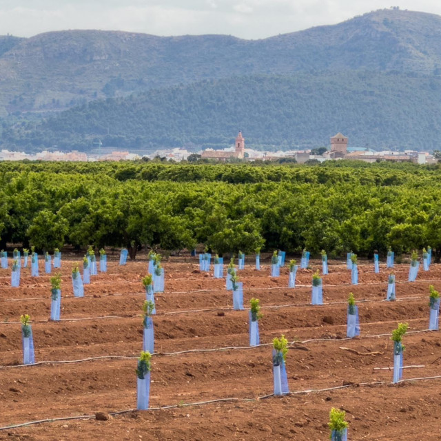 Plantaža  mladih mandarina