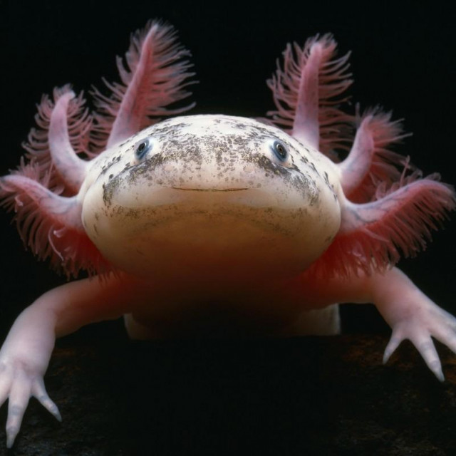 Aksolotl