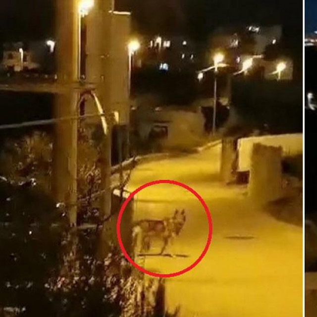Vukovi u predgrađu Splita